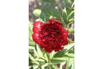 RED CHARM